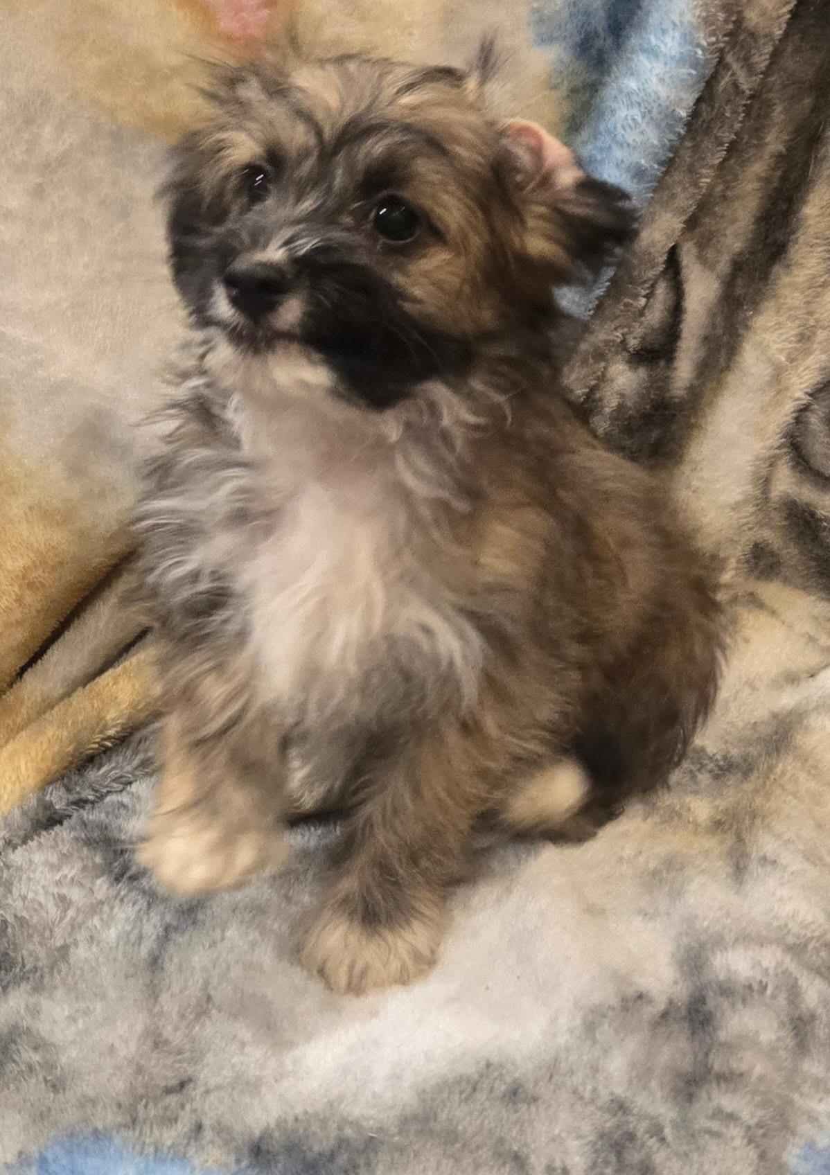 Fig, an adopted mixed breed in Lucerne Valley, CA image 3/4