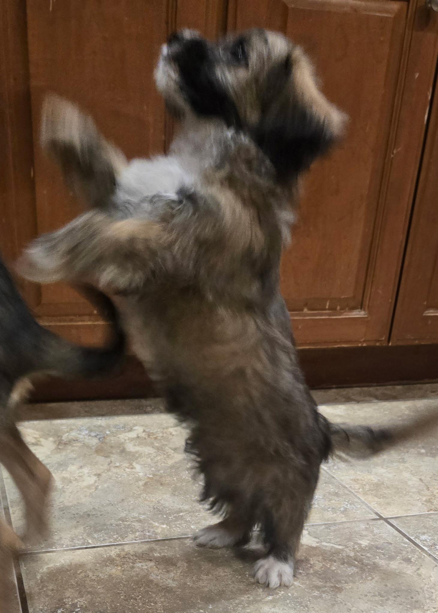Fig, an adopted mixed breed in Lucerne Valley, CA image 2/4