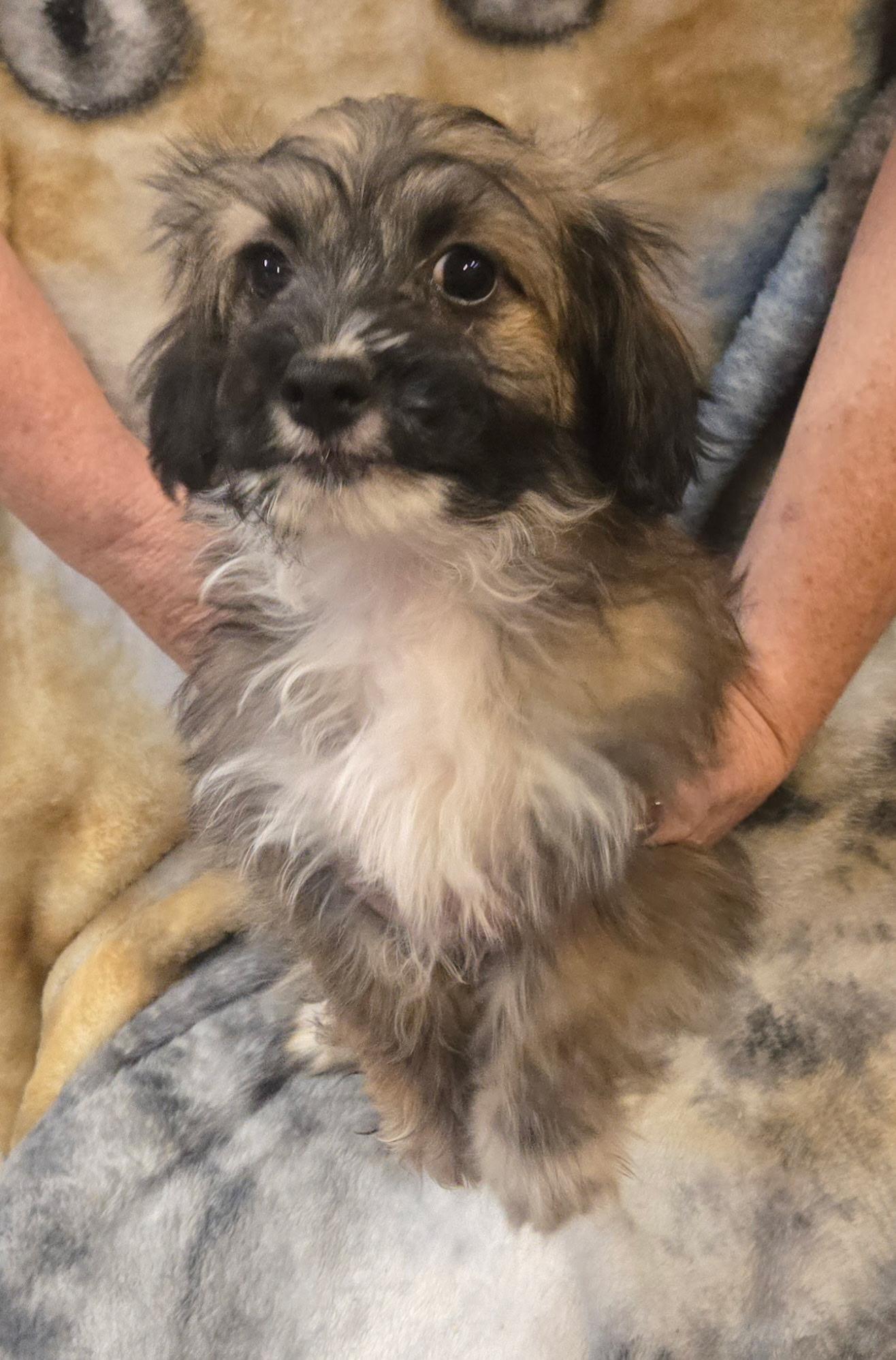 Fig, an adopted mixed breed in Lucerne Valley, CA image 1/4