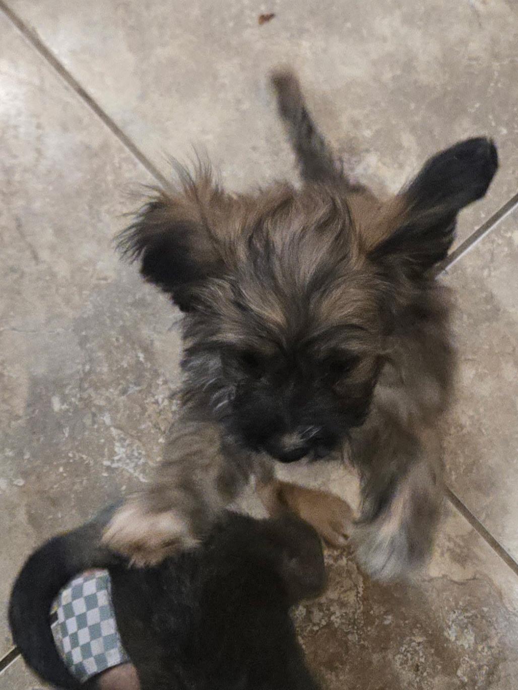 Fig, an adopted mixed breed in Lucerne Valley, CA image 4/4