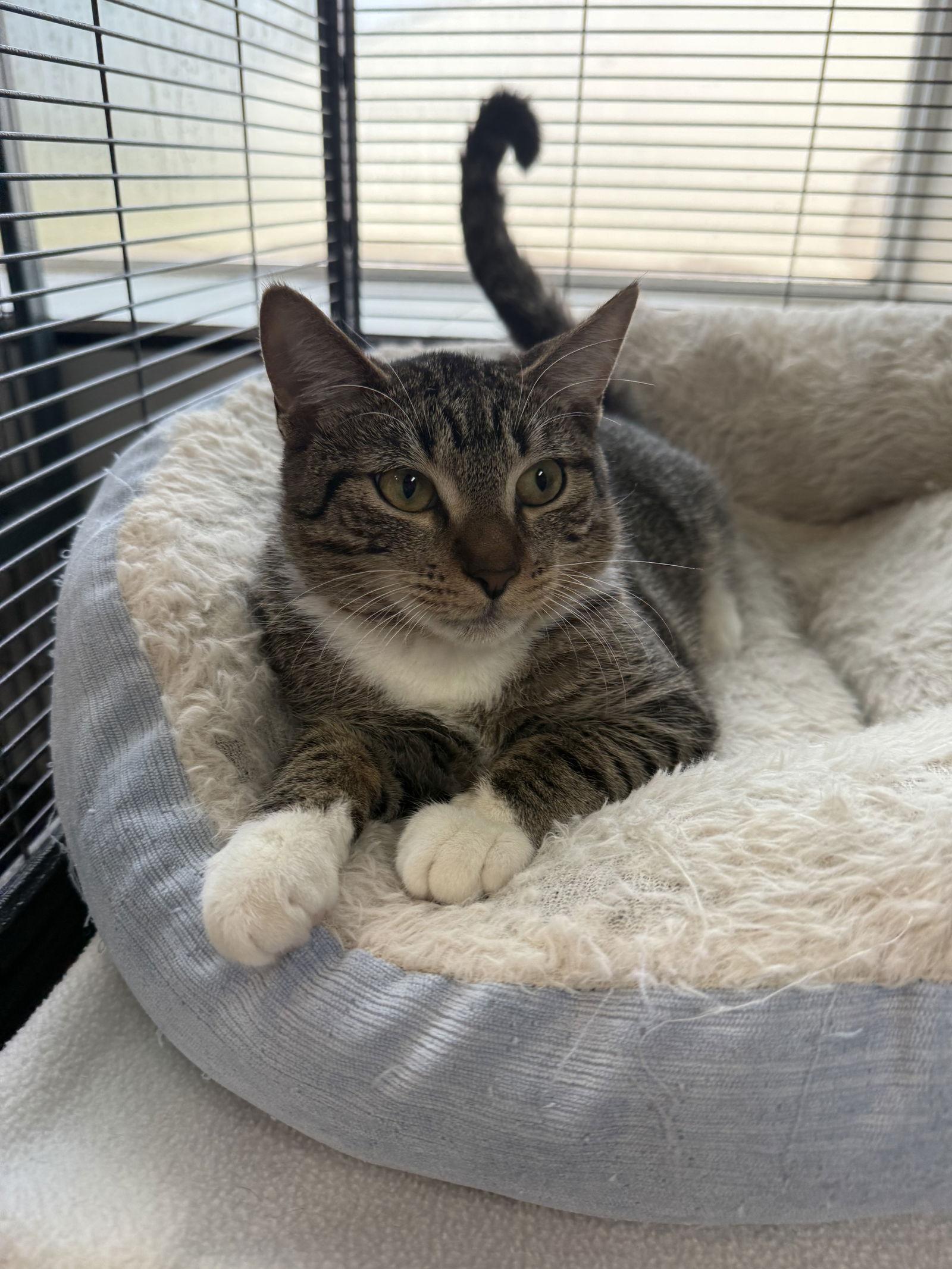 Herbie, a Adoptable Domestic Short Hair in Sanford, FL image 1/6