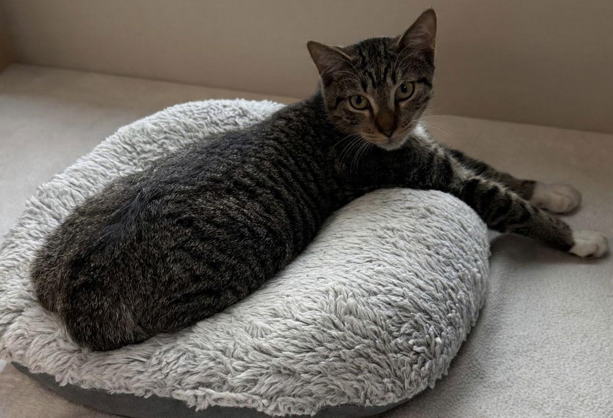 Herbie, Adoptable, Kitten Male Domestic Short Hair.