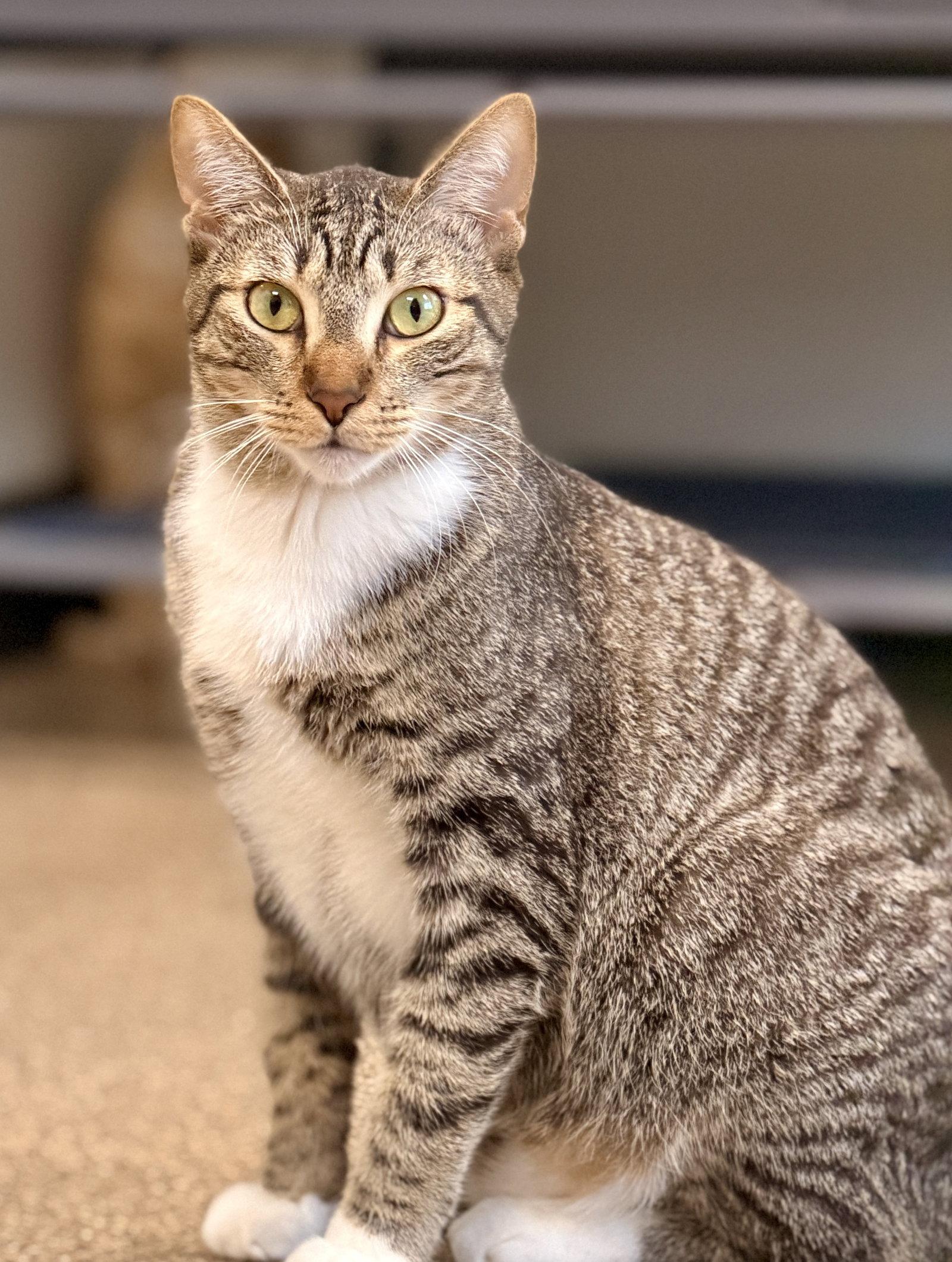 Herbie, Adoptable, Kitten Male Domestic Short Hair.