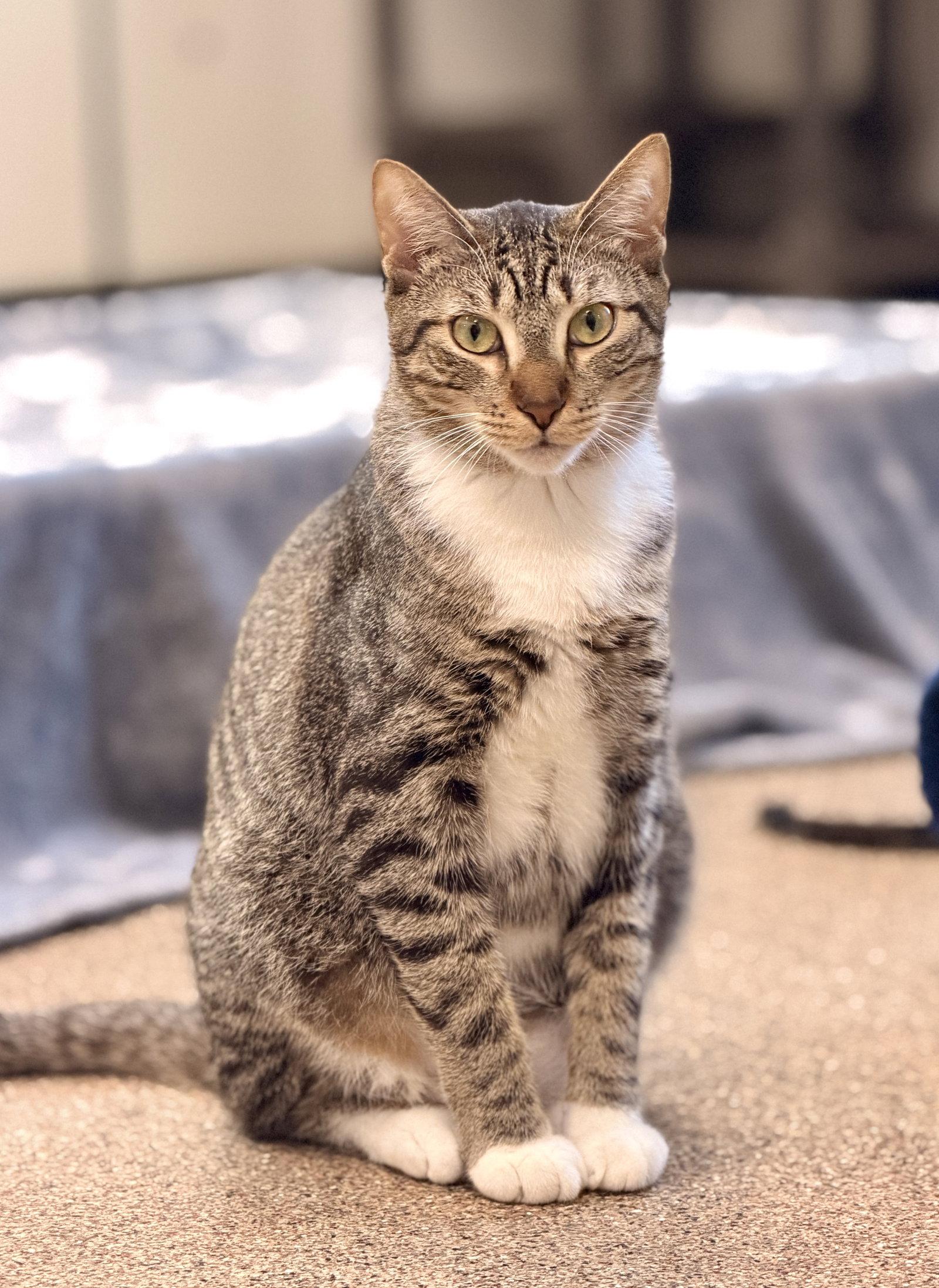 Herbie, a Adoptable Domestic Short Hair in Sanford, FL image 3/3