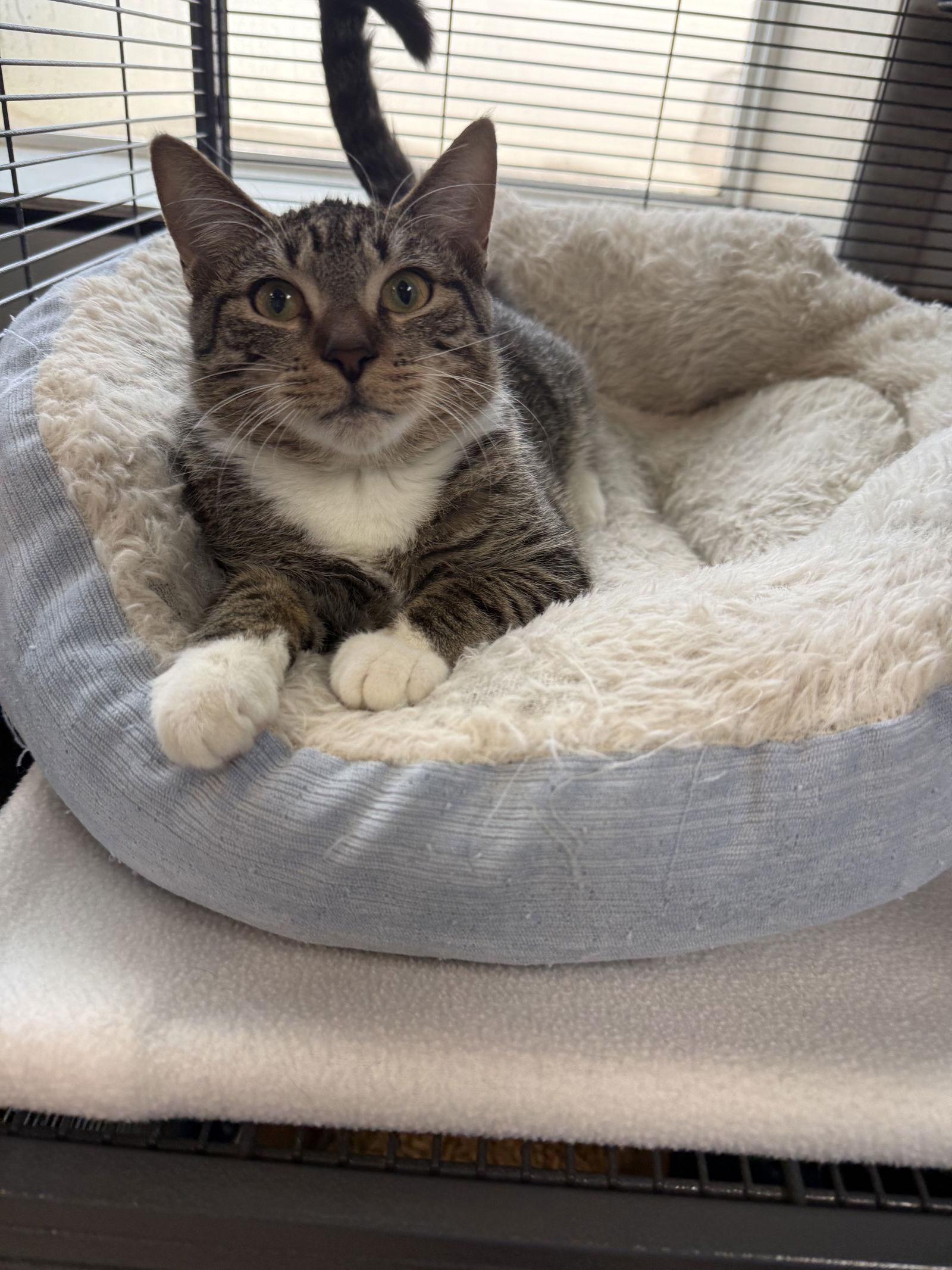 Herbie, a Adoptable Domestic Short Hair in Sanford, FL image 6/6