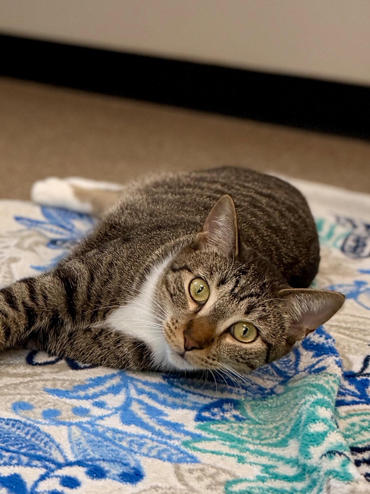 Herbie, a Adoptable Domestic Short Hair in Sanford, FL image 3/3