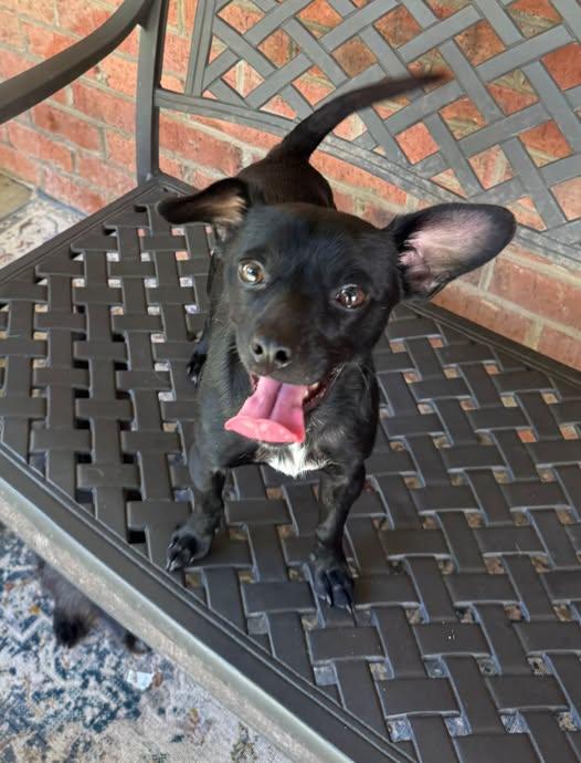 Fenway, Adoptable, Young Male Chihuahua.