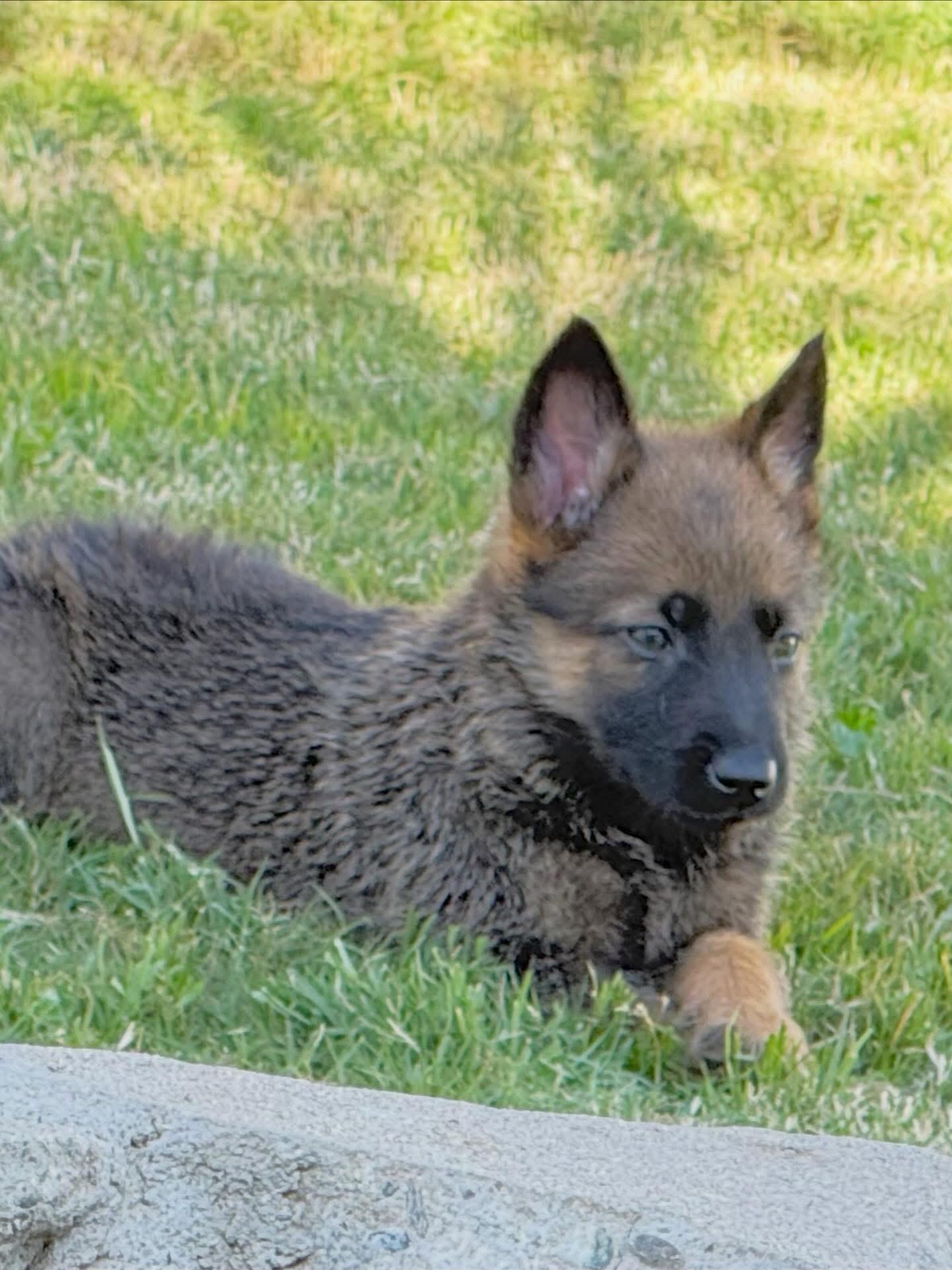 Cricket, Adopted, Young Female German Shepherd Dog.
