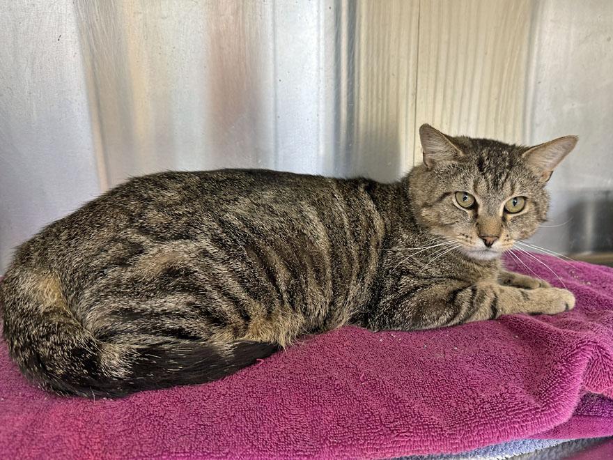 Marco, an adopted Domestic Short Hair in E Falmouth, MA image 5/5