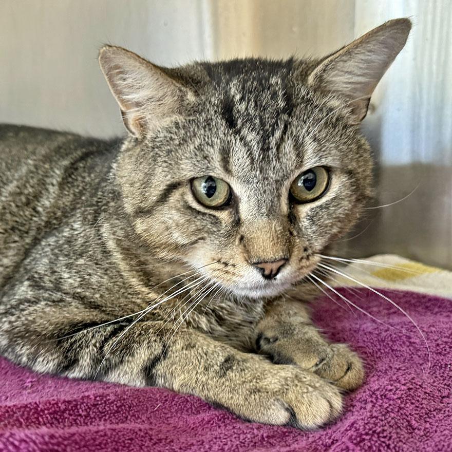 Marco, an adopted Domestic Short Hair in E Falmouth, MA image 4/5