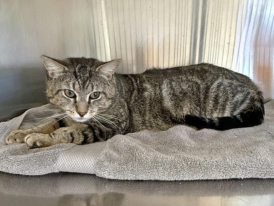 Marco, an adopted Domestic Short Hair in E Falmouth, MA image 3/5