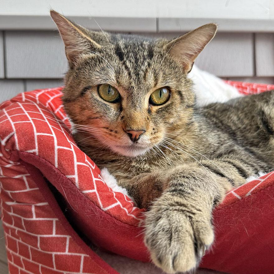 Marco, adopted, Adult Male Domestic Short Hair.