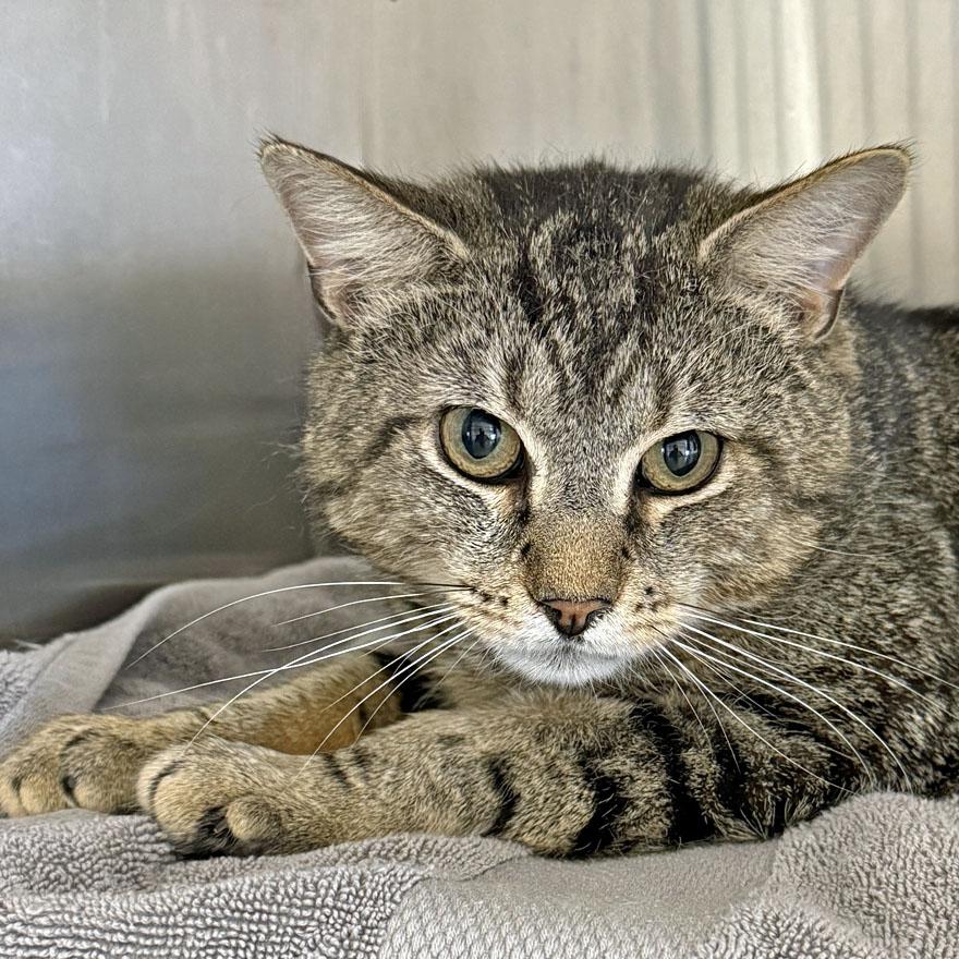 Marco, an adopted Domestic Short Hair in E Falmouth, MA image 2/5