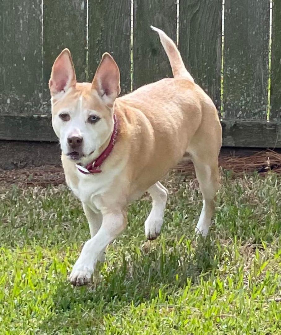 Sydney, a Adoptable mixed breed in Brookshire, TX image 1/10
