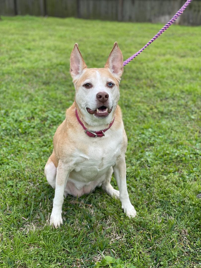 Sydney, a Adoptable mixed breed in Brookshire, TX image 2/10