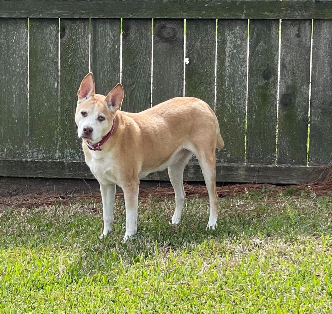 Sydney, a Adoptable mixed breed in Brookshire, TX image 4/10