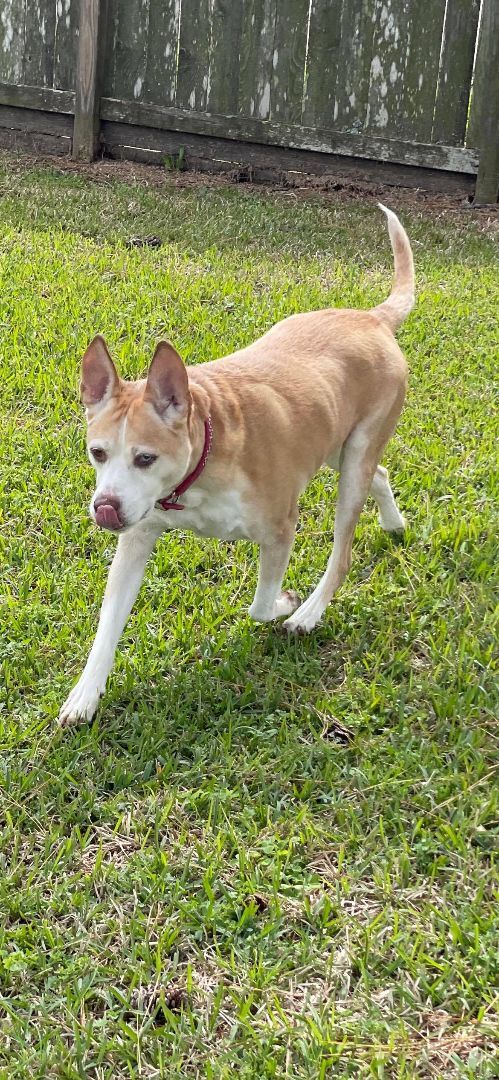 Sydney, a Adoptable mixed breed in Brookshire, TX image 5/10