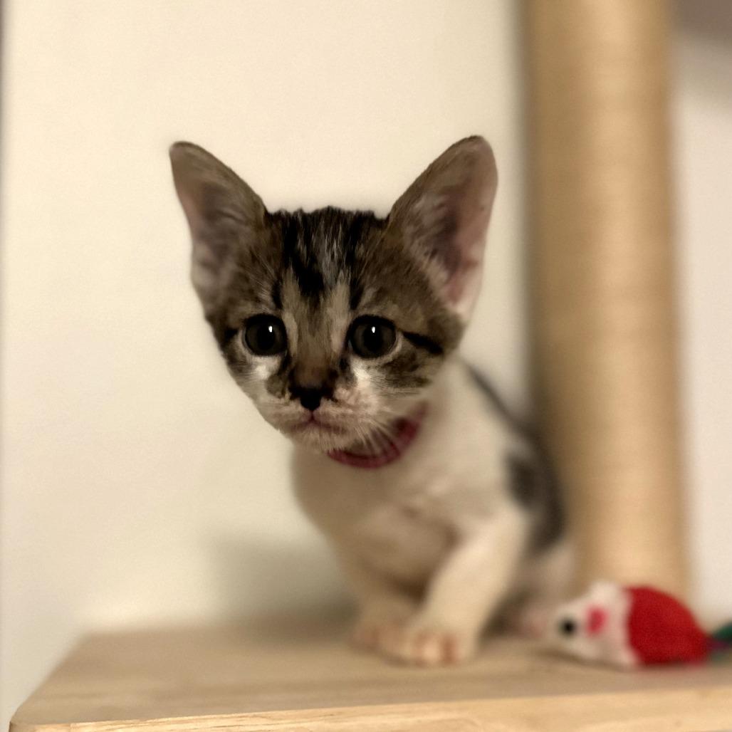 Enlarge Bramble, a Adoptable Domestic Short Hair in Houston, TX image 1/6