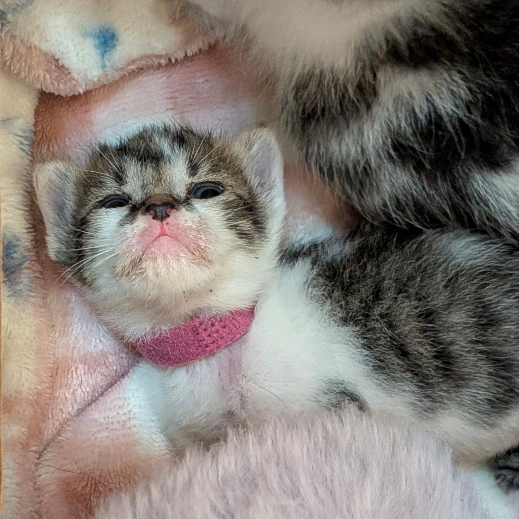 Enlarge Bramble, a Adoptable Domestic Short Hair in Houston, TX image 2/6