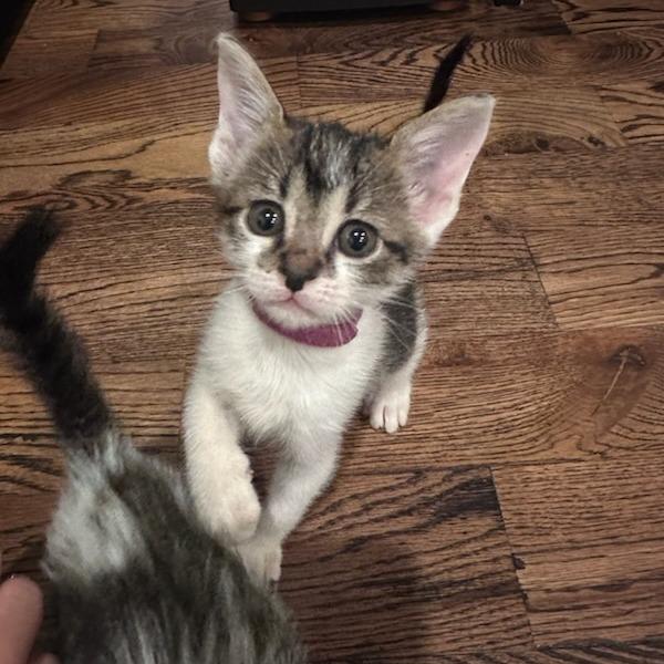 Enlarge Bramble, a Adoptable Domestic Short Hair in Houston, TX image 3/6