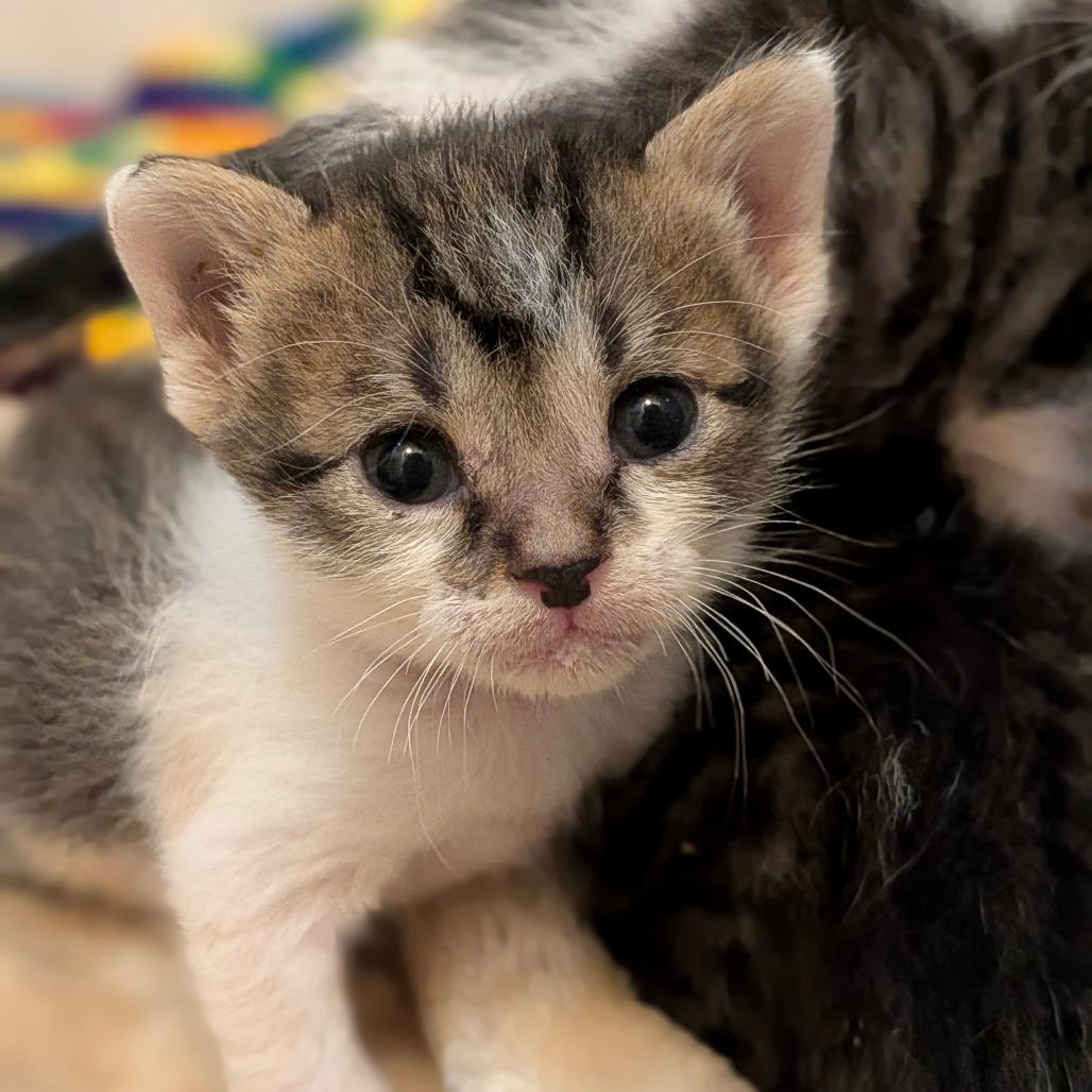 Enlarge Bramble, a Adoptable Domestic Short Hair in Houston, TX image 4/6
