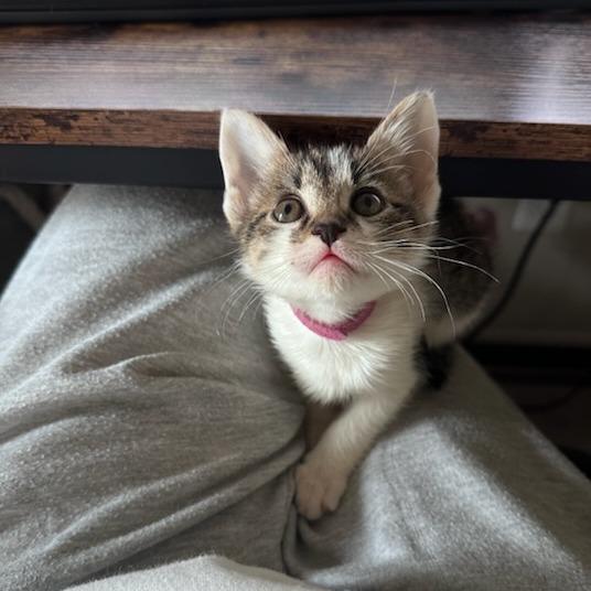 Enlarge Bramble, a Adoptable Domestic Short Hair in Houston, TX image 5/6