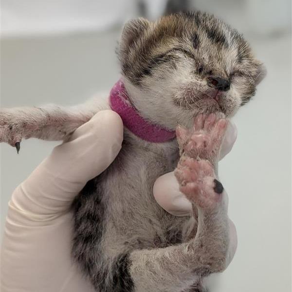 Enlarge Bramble, a Adoptable Domestic Short Hair in Houston, TX image 6/6