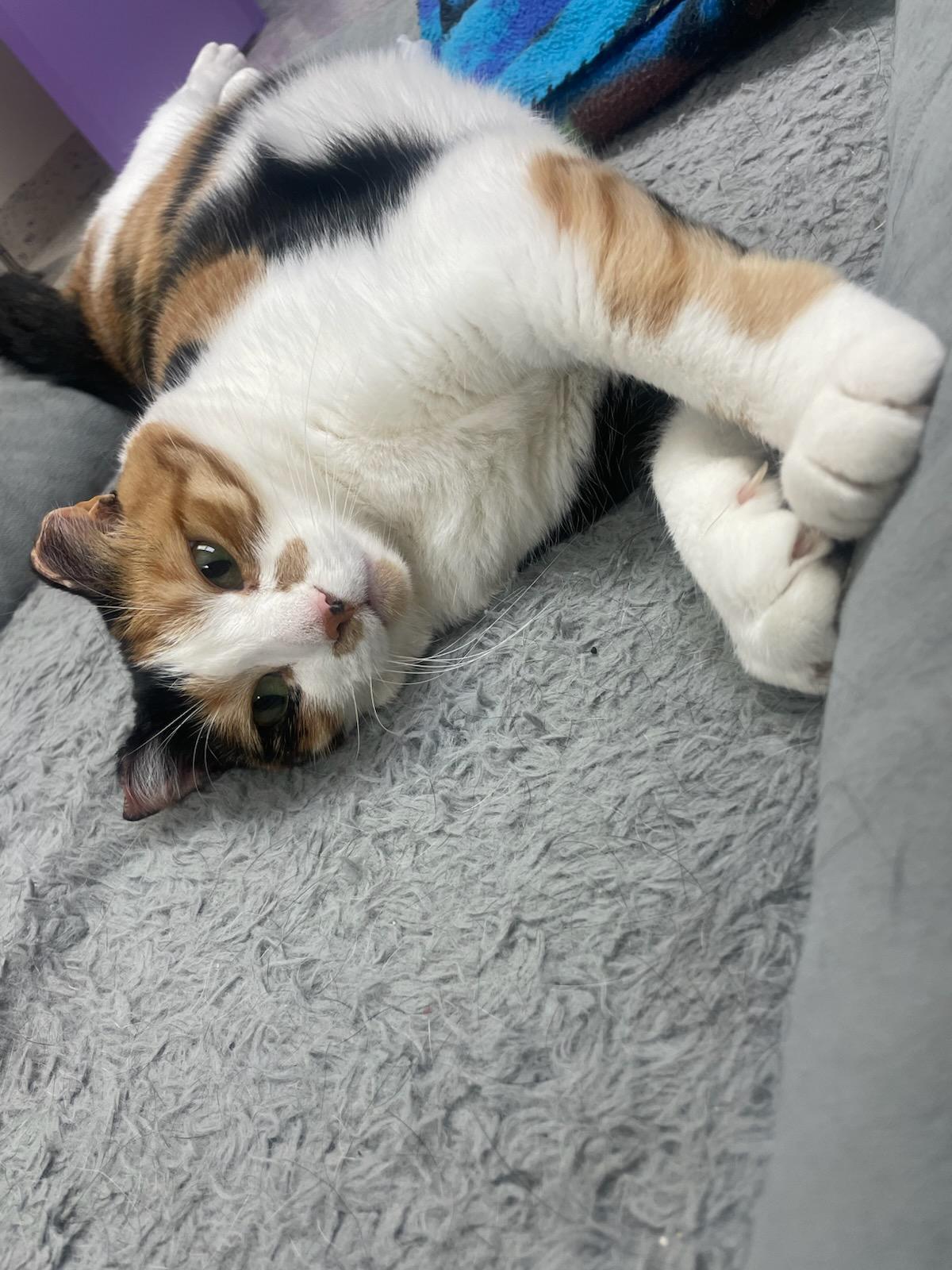 Miranda, a Adoptable Domestic Short Hair in Richboro, PA image 1/6