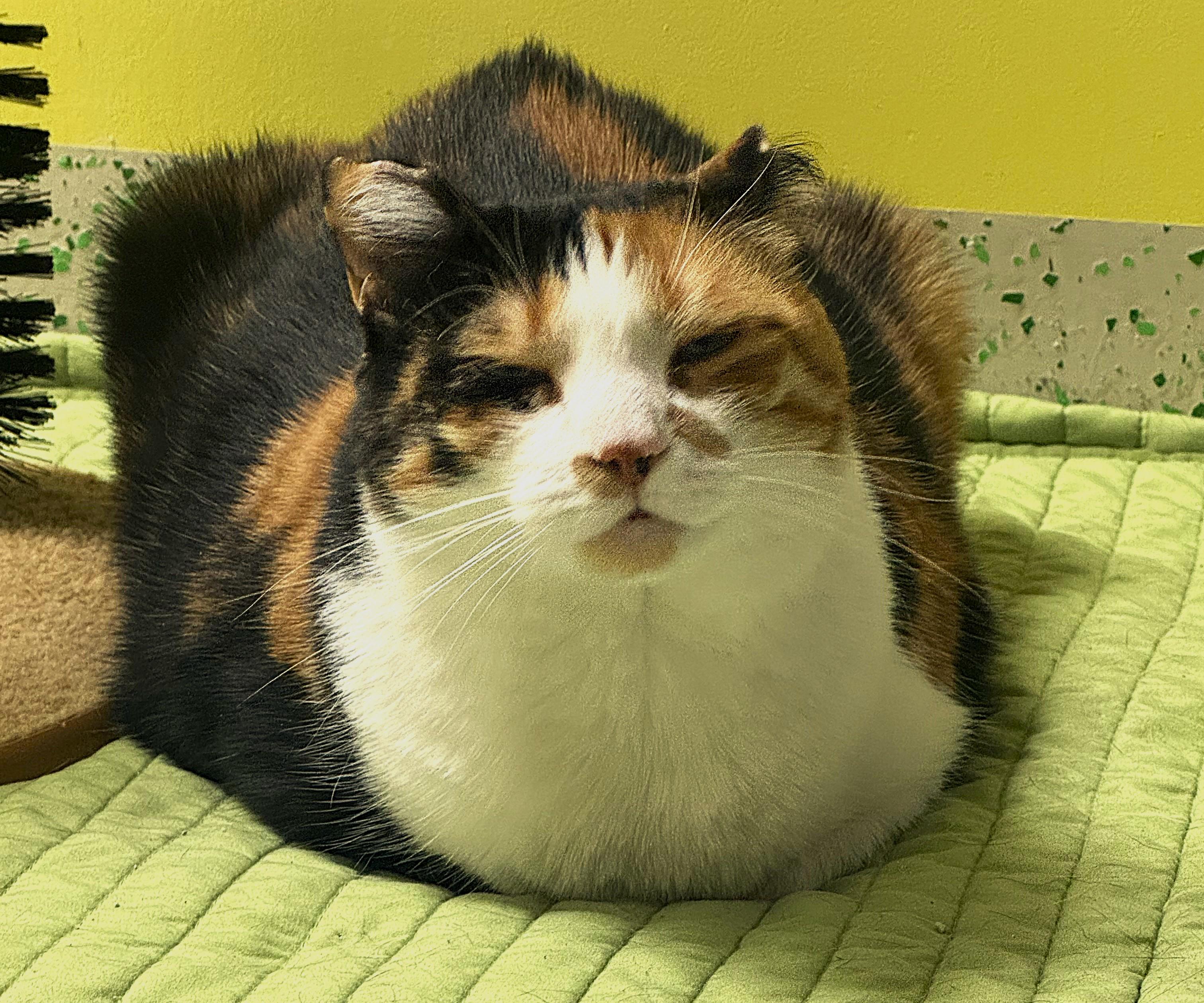 Miranda, a Adoptable Domestic Short Hair in Richboro, PA image 3/6