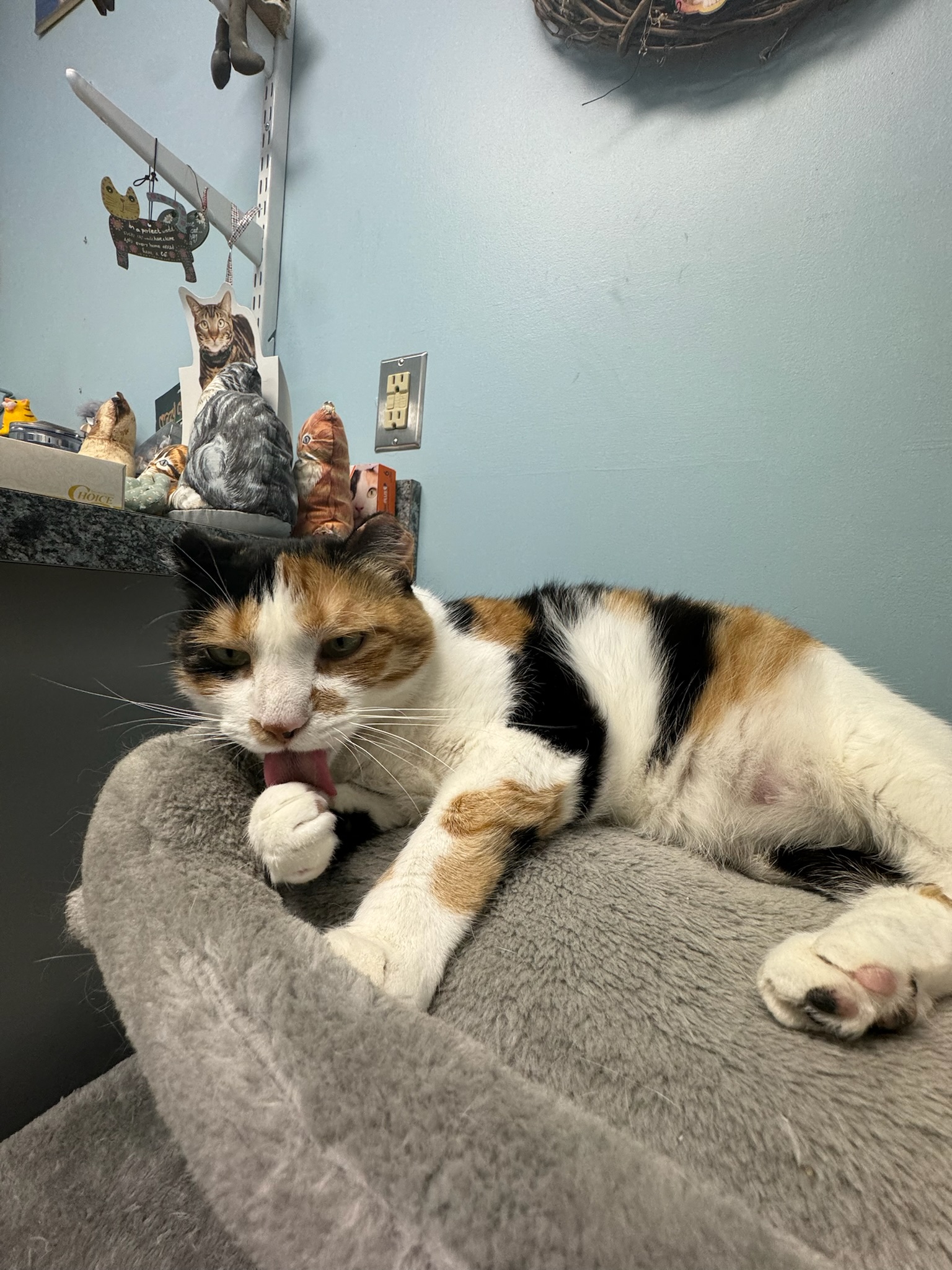 Miranda, a Adoptable Domestic Short Hair in Richboro, PA image 5/6