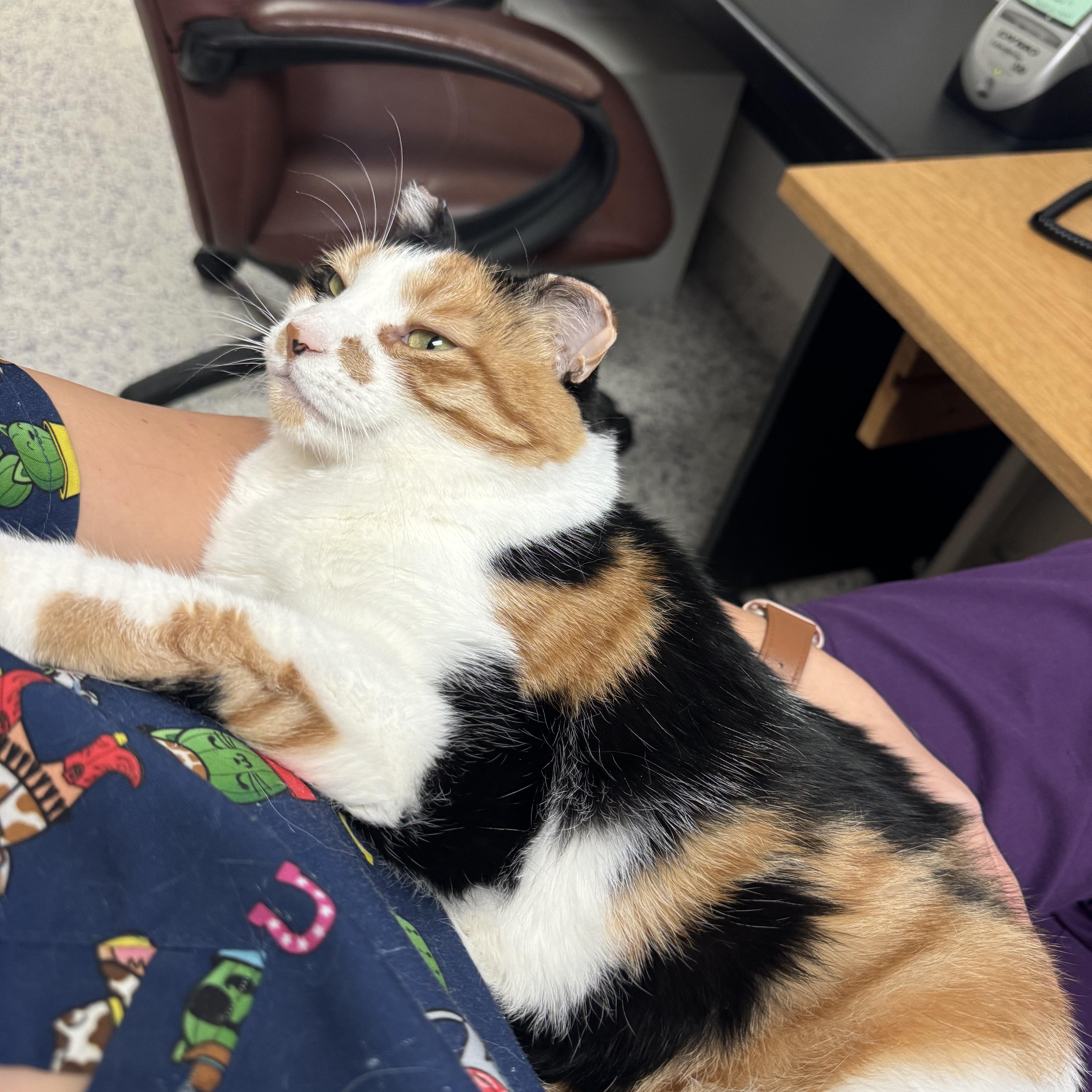 Miranda, a Adoptable Domestic Short Hair in Richboro, PA image 2/6