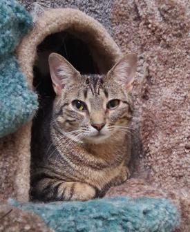 Enlarge Ozzy & Okra, a ADOPTABLE Domestic Short Hair in Courtenay, BC image 5/5
