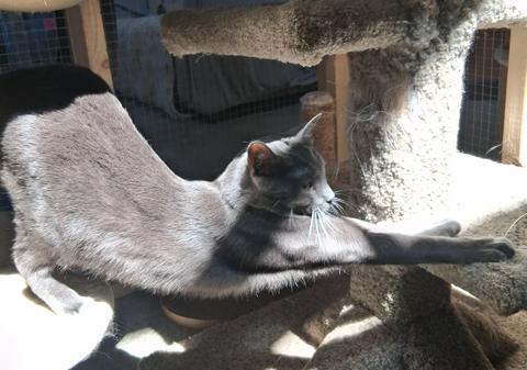 Enlarge Ozzy & Okra, a ADOPTABLE Domestic Short Hair in Courtenay, BC image 4/5
