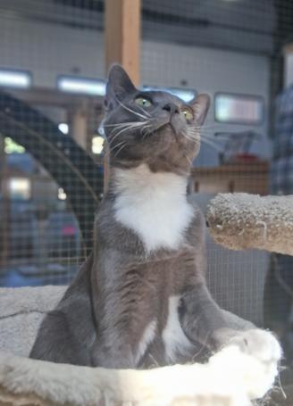 Enlarge Ozzy & Okra, a ADOPTABLE Domestic Short Hair in Courtenay, BC image 3/5