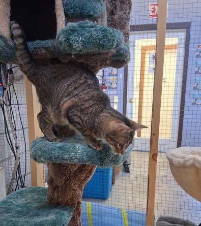 Enlarge Ozzy & Okra, a ADOPTABLE Domestic Short Hair in Courtenay, BC image 2/5