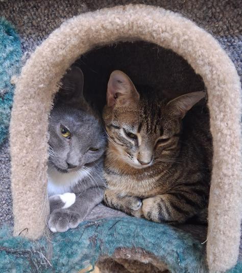 Enlarge Ozzy & Okra, a ADOPTABLE Domestic Short Hair in Courtenay, BC image 1/5