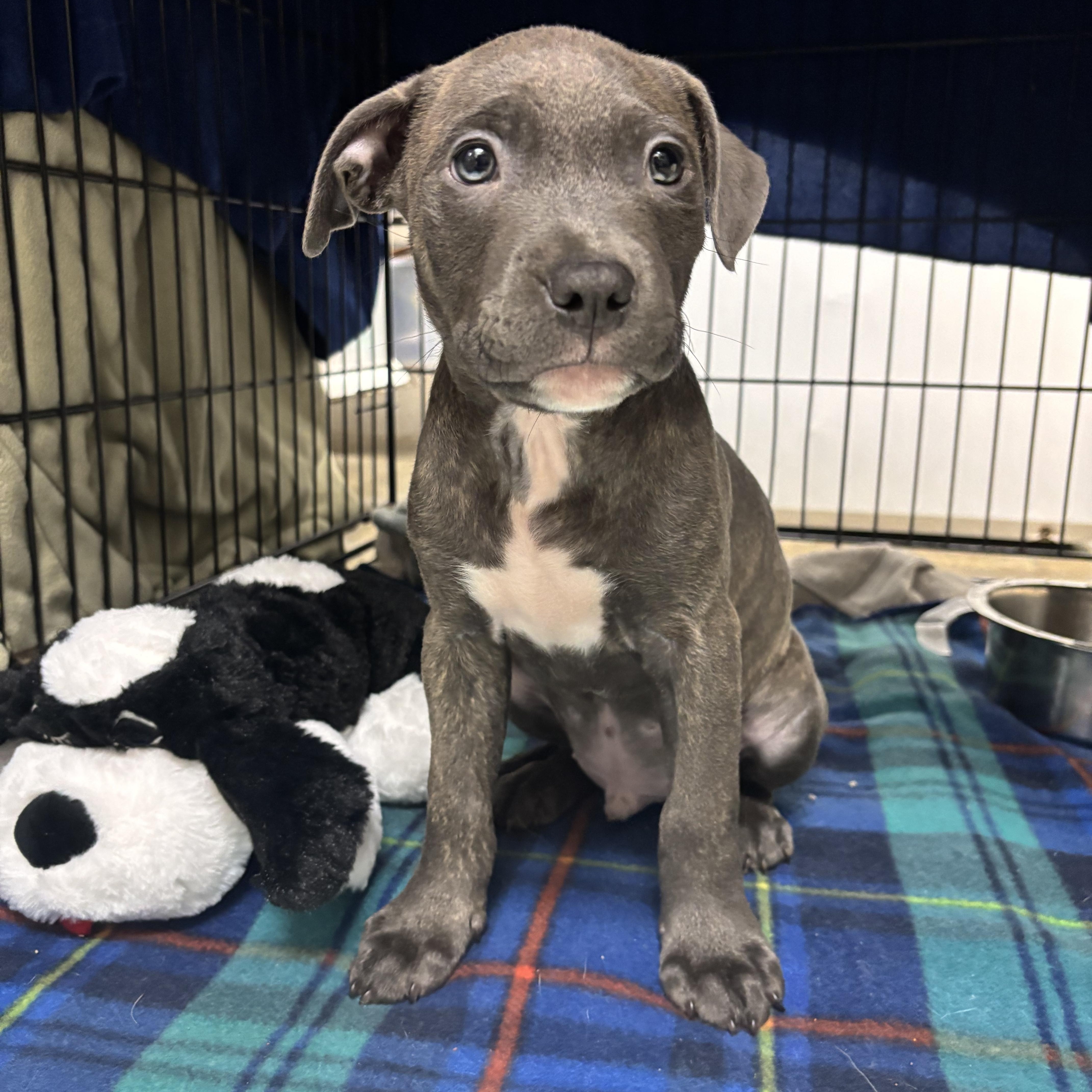 Enlarge Inky, an adopted Pit Bull Terrier in Collierville, TN image 2/4