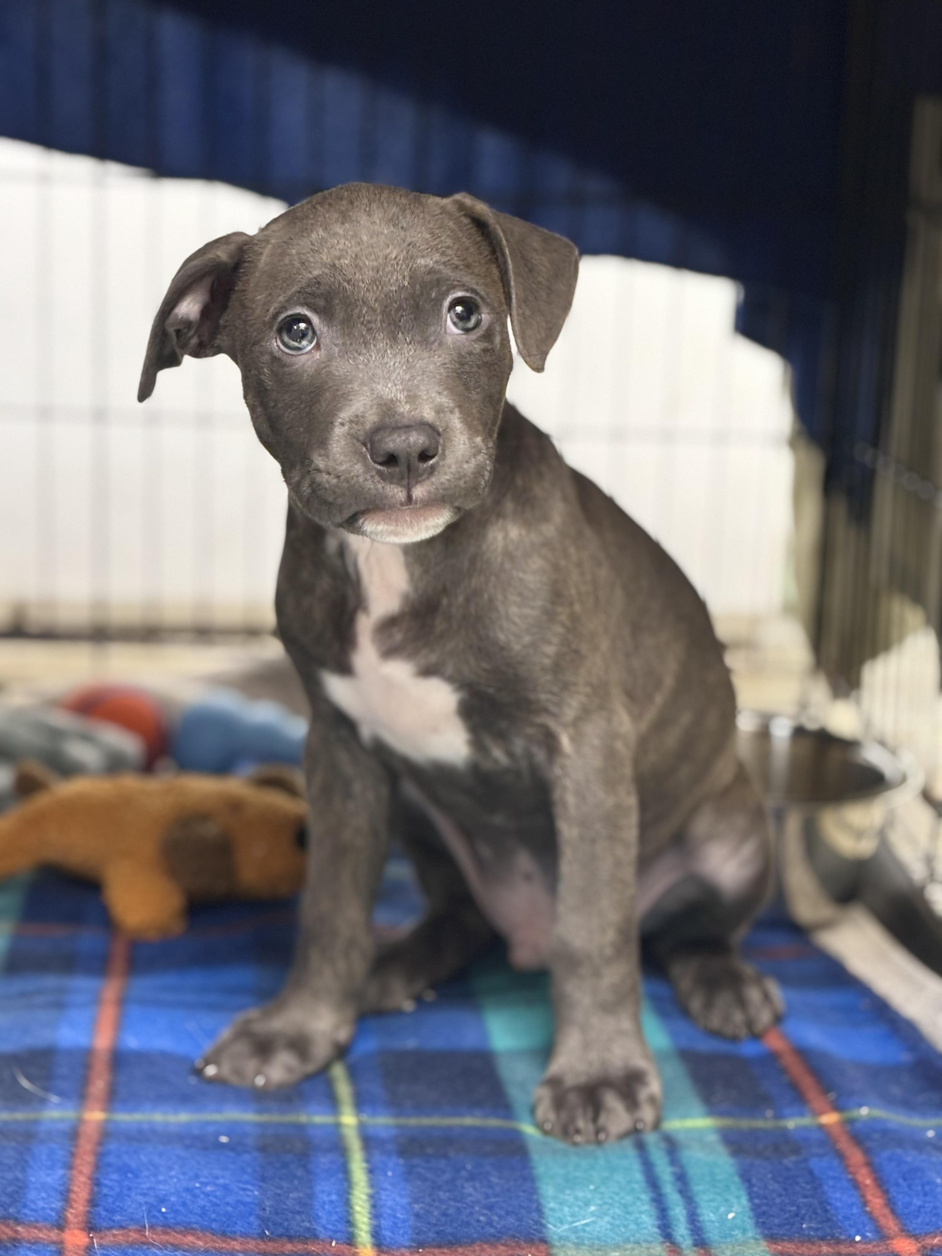Inky, adopted, Puppy Male Pit Bull Terrier.