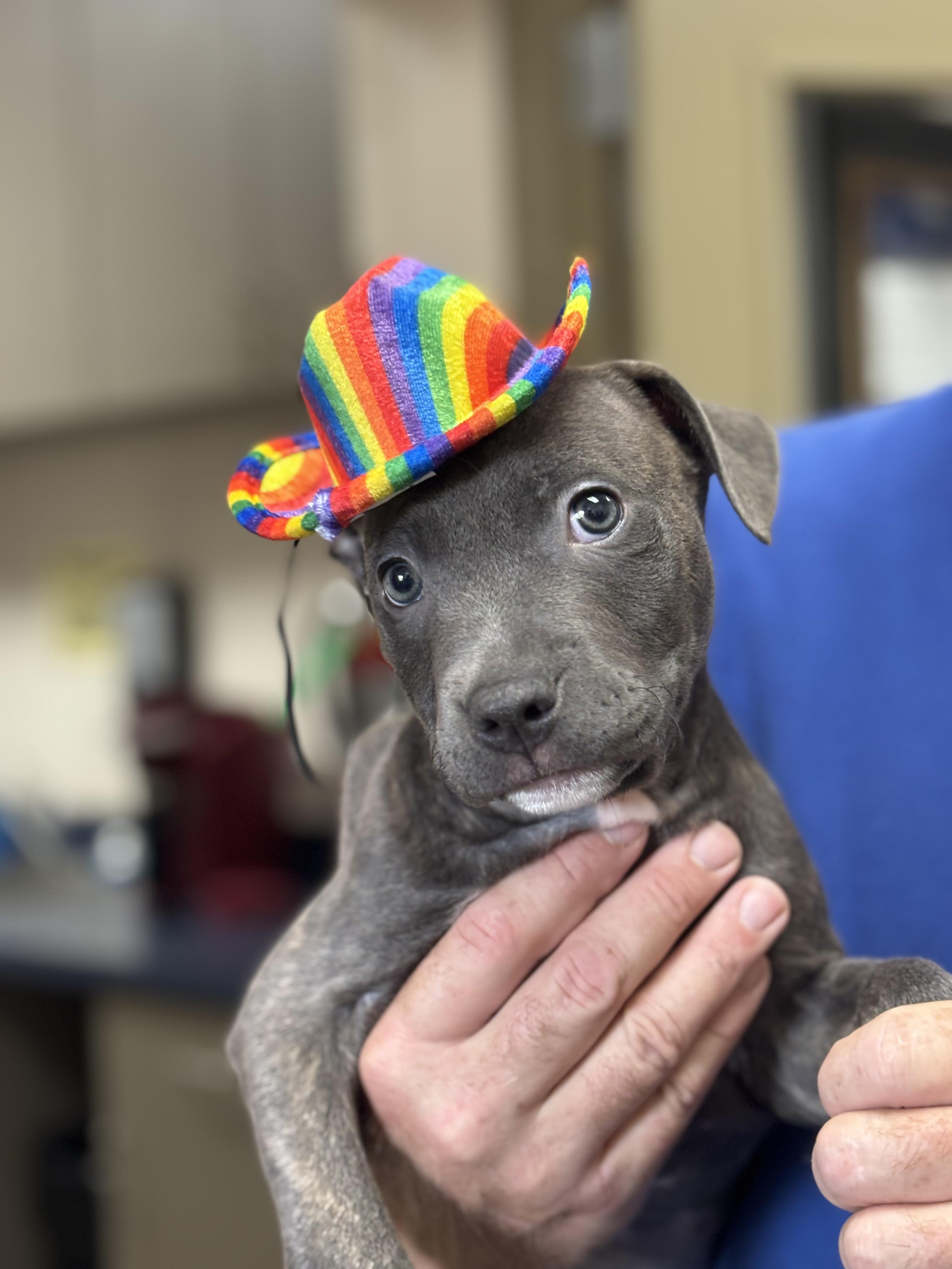 Enlarge Inky, an adopted Pit Bull Terrier in Collierville, TN image 3/4