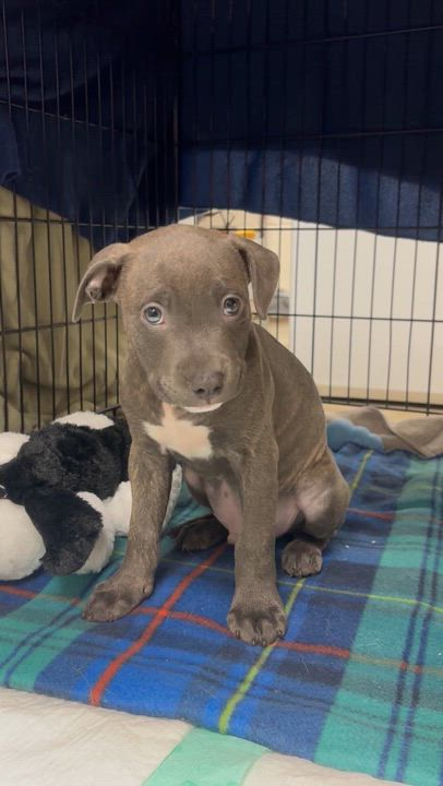 Enlarge Inky, an adopted Pit Bull Terrier in Collierville, TN video 4/4