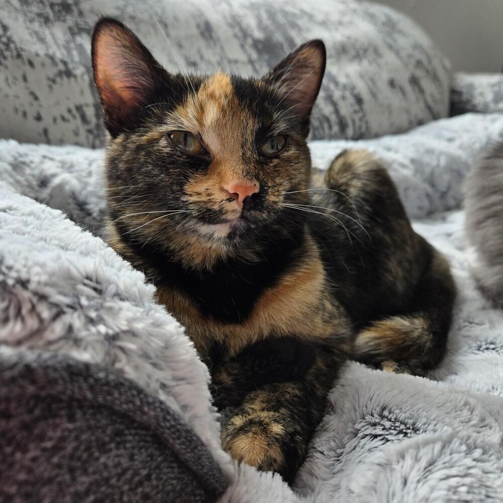 Motley, Adoptable, Young Female Domestic Short Hair.