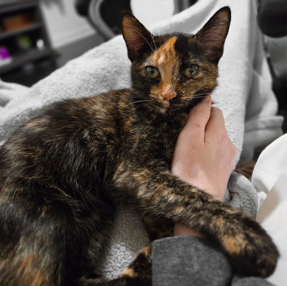 Motley, Adoptable, Young Female Domestic Short Hair.