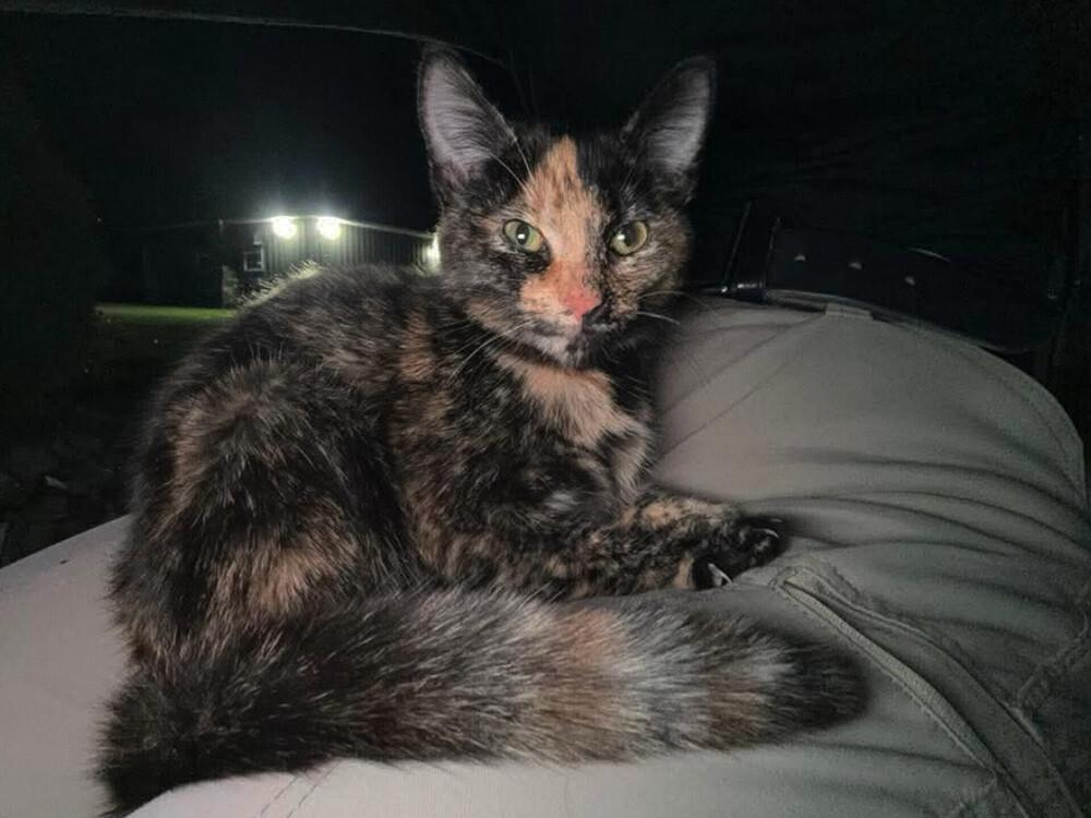 Enlarge Motley, a Adoptable mixed breed in Greensburg, PA image 2/3