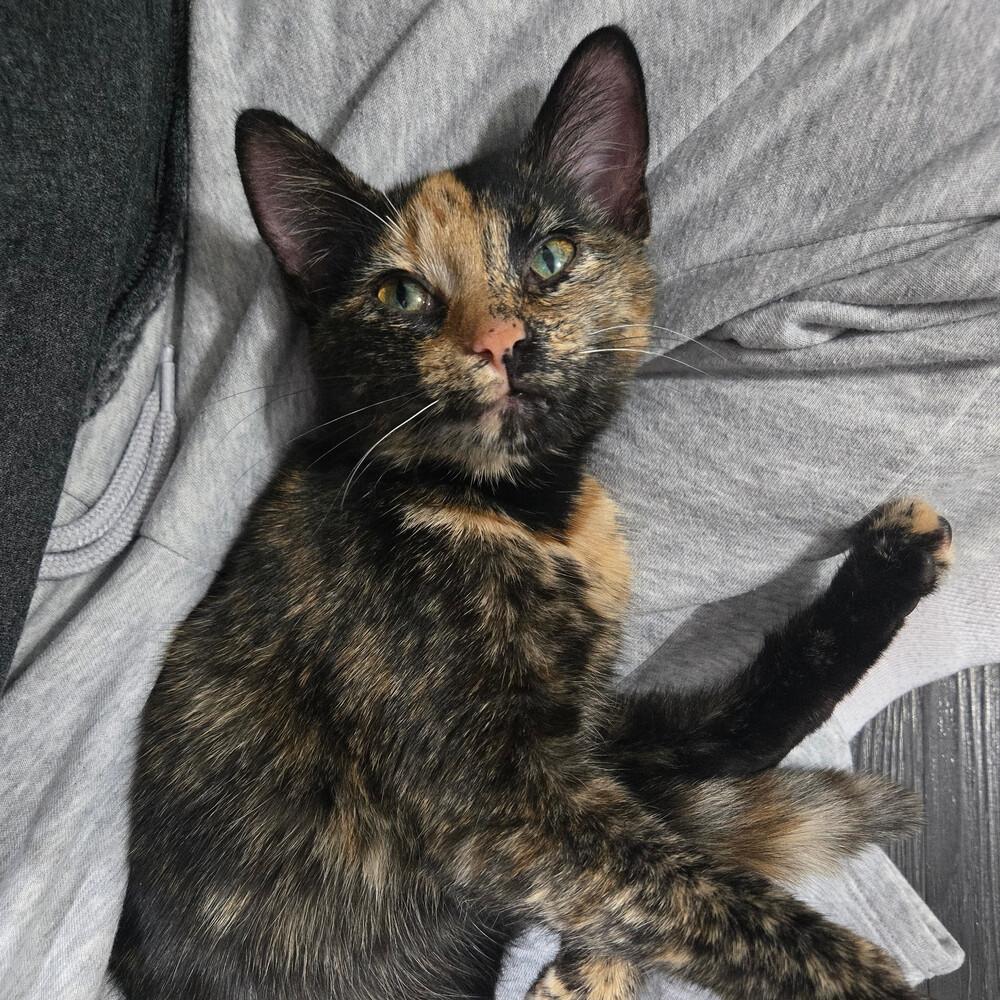 Motley, Adoptable, Young Female Domestic Short Hair.