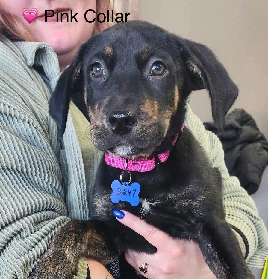 Enlarge Chief, an adopted mixed breed in De Pere, WI image 1/3