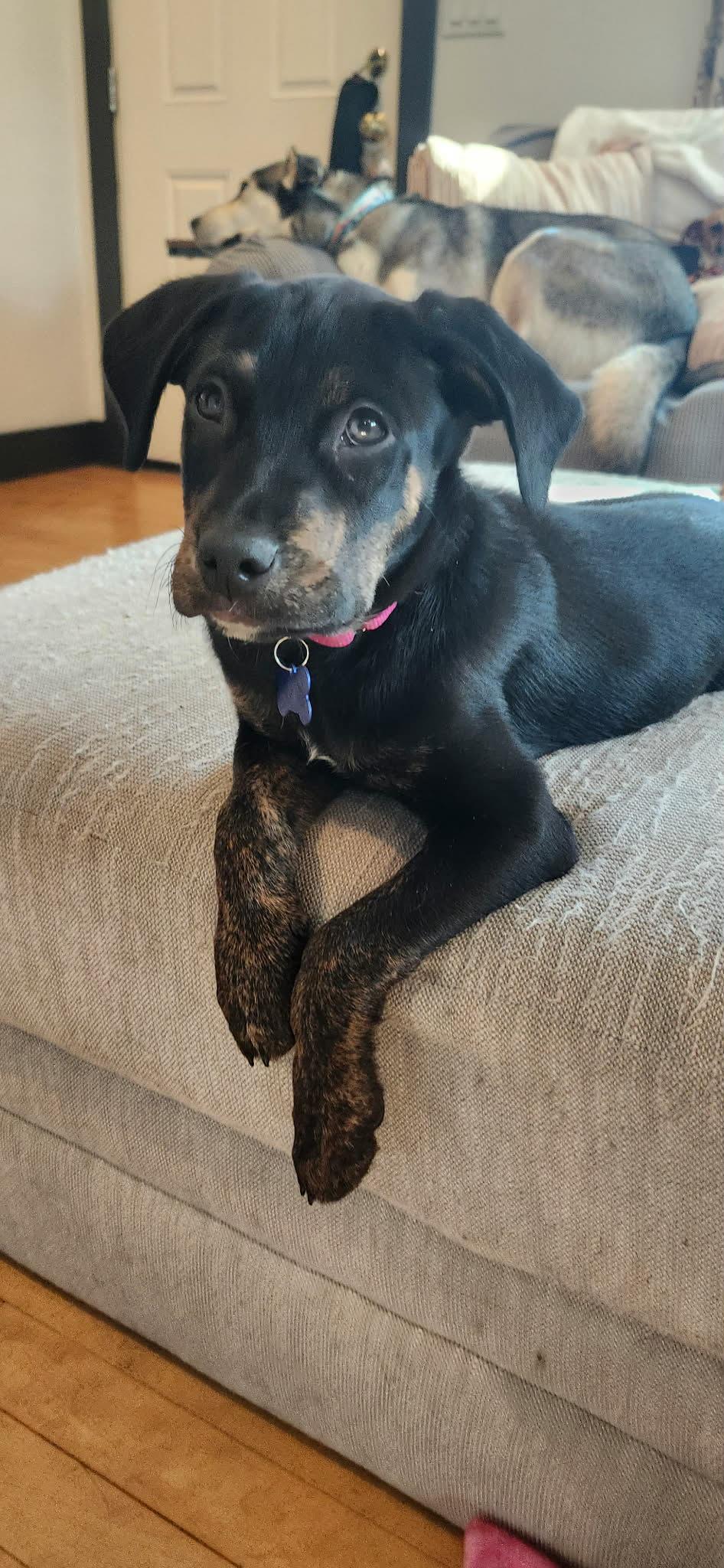 Enlarge Chief, an adopted mixed breed in De Pere, WI image 2/3