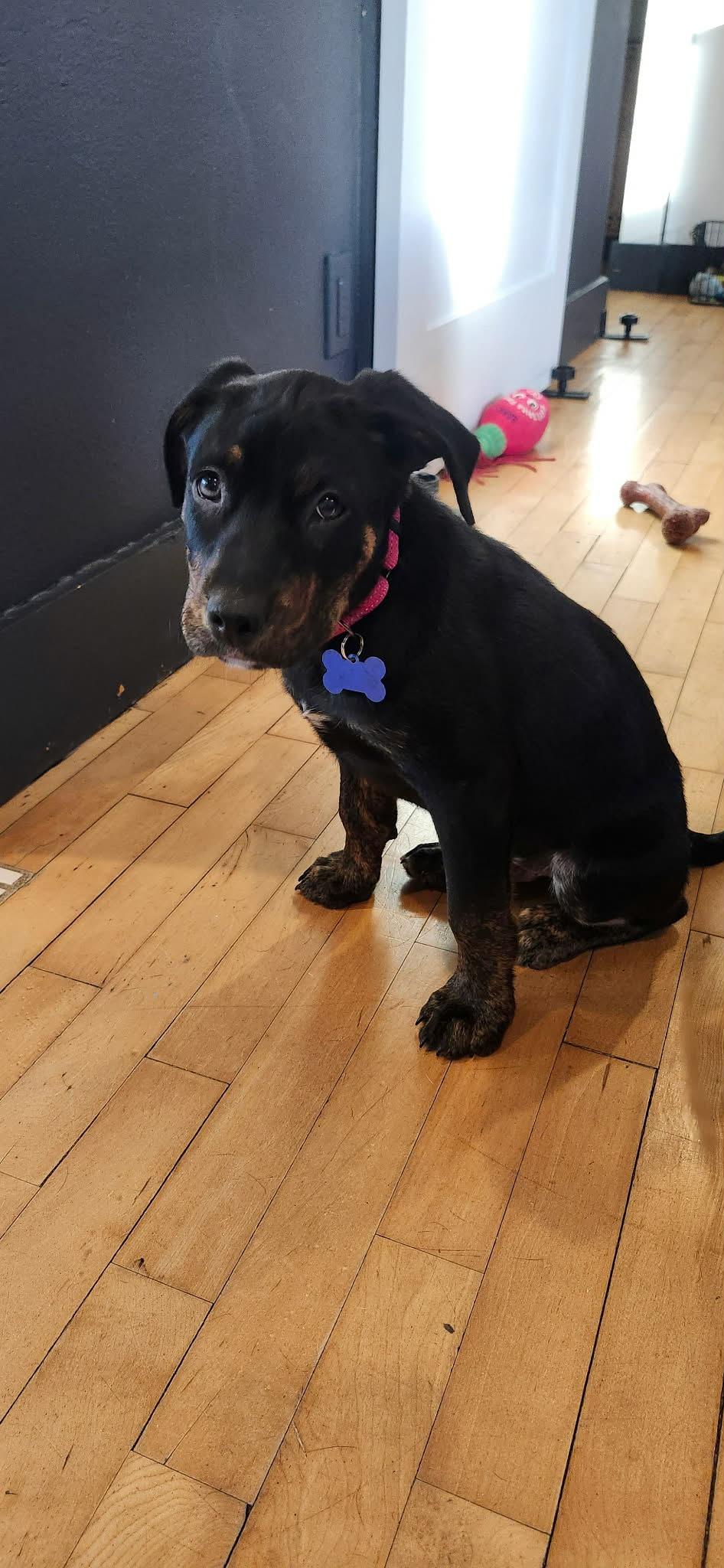 Enlarge Chief, an adopted mixed breed in De Pere, WI image 3/3