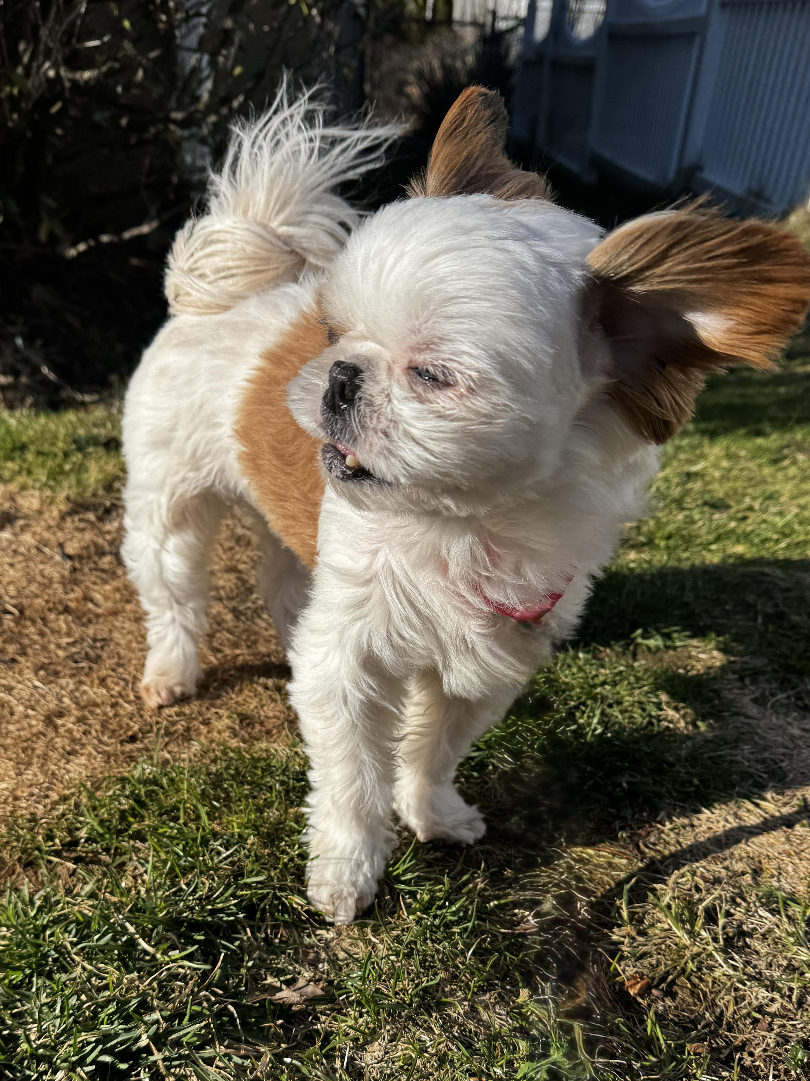 Enlarge Kiki, an adopted Shih Tzu in Thornwood, NY image 3/5