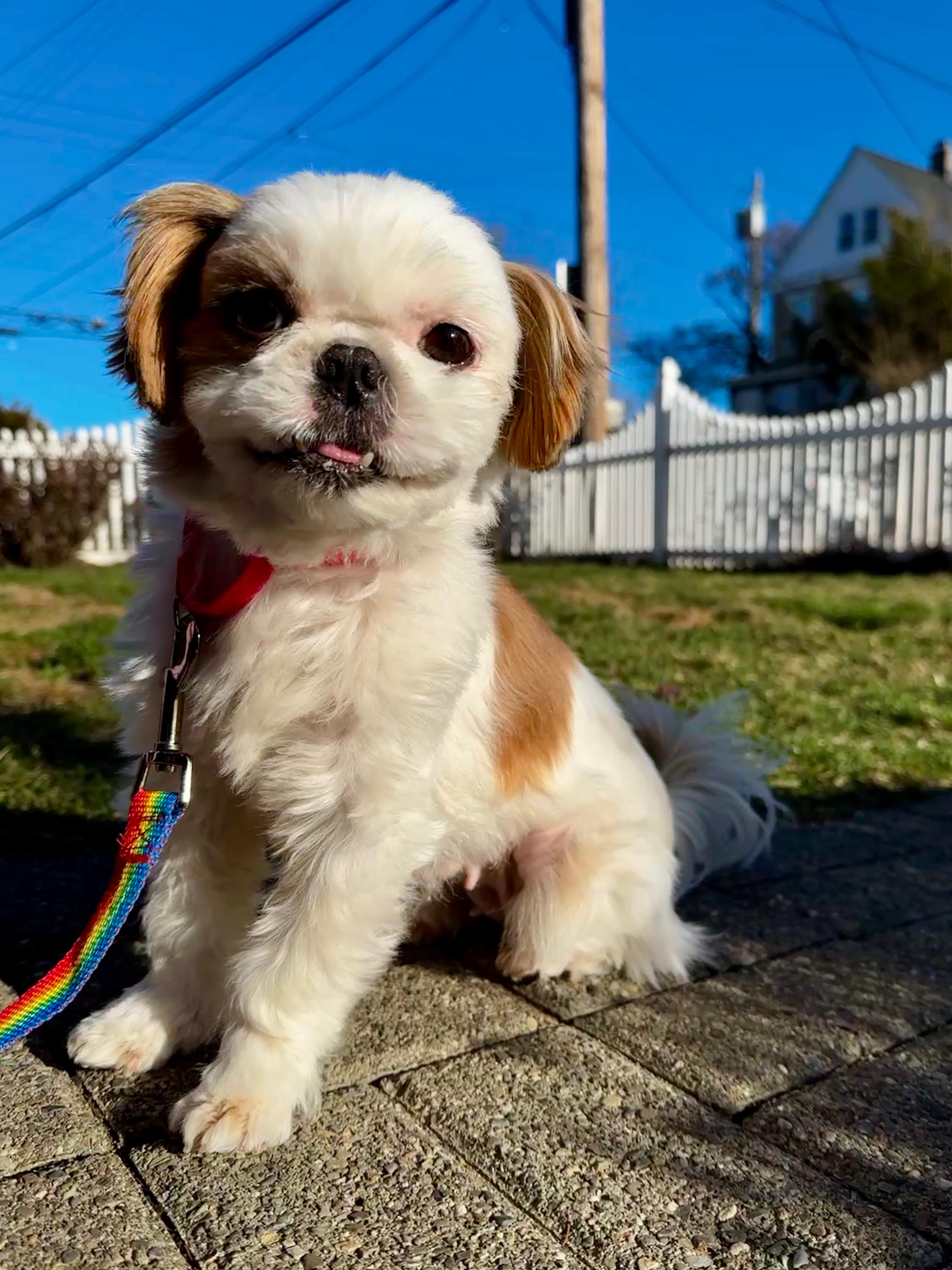 Kiki, adopted, Adult Female Shih Tzu.