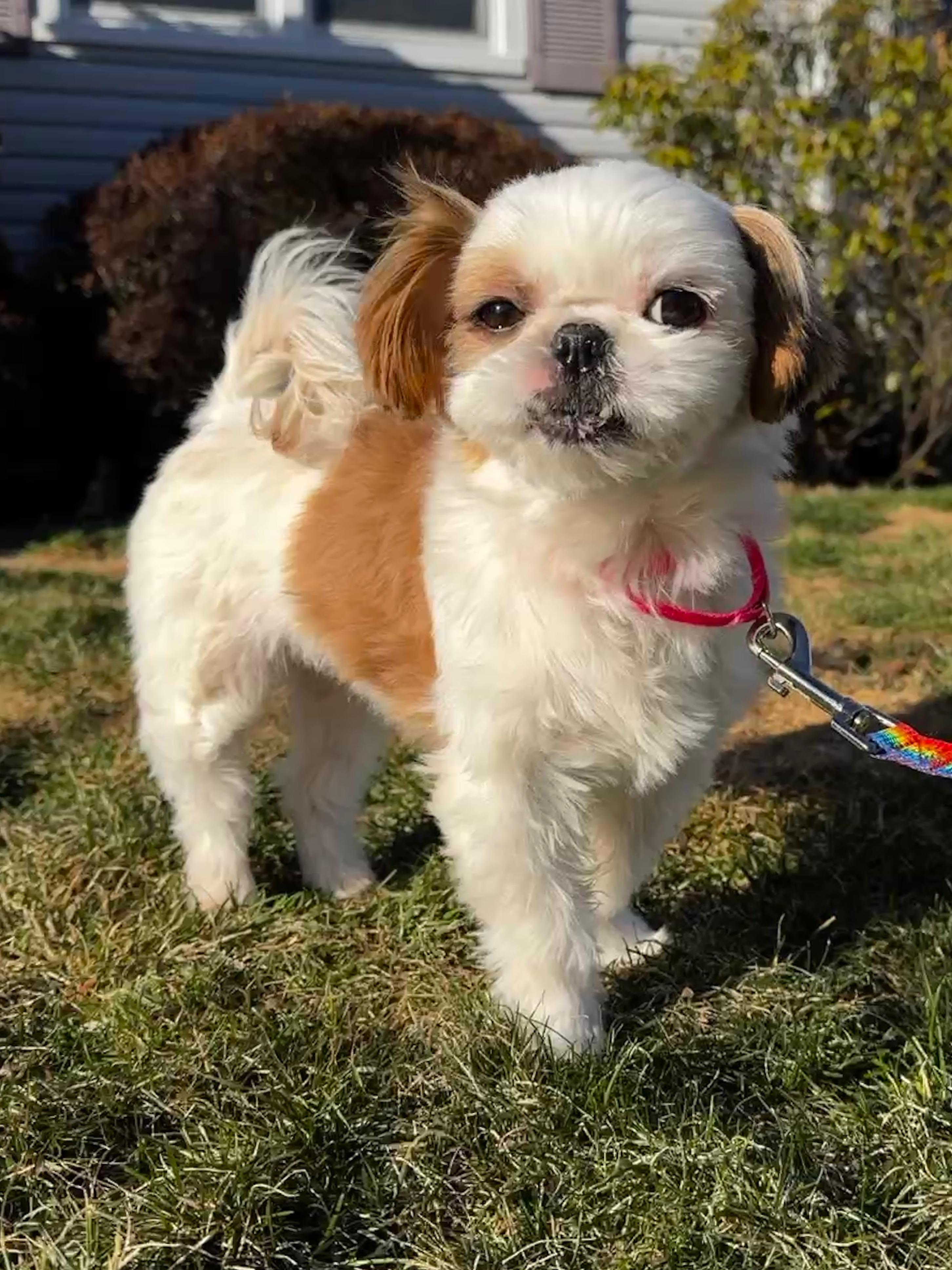 Enlarge Kiki, an adopted Shih Tzu in Thornwood, NY image 4/5